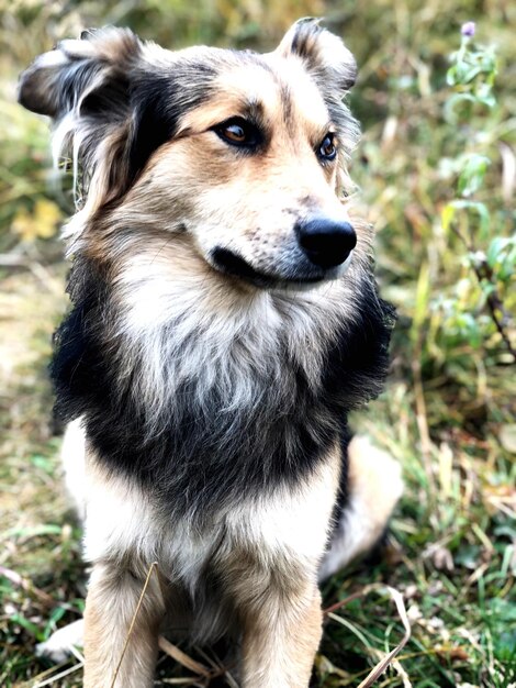 遠くを見回す犬のクローズアップ