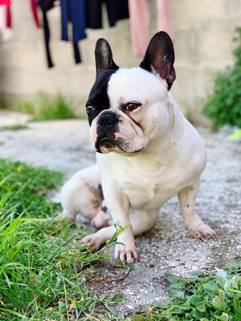 Close-up of a dog looking away