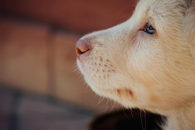 Close-up of dog looking away