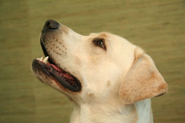 Close-up di un cane che guarda da un'altra parte