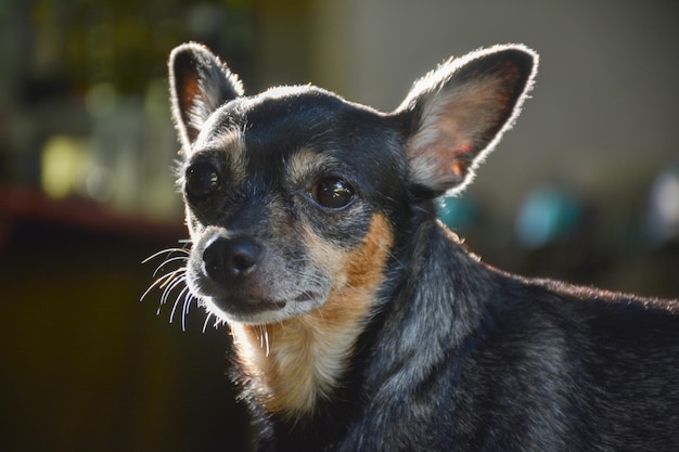 Foto close-up di un cane che guarda da un'altra parte