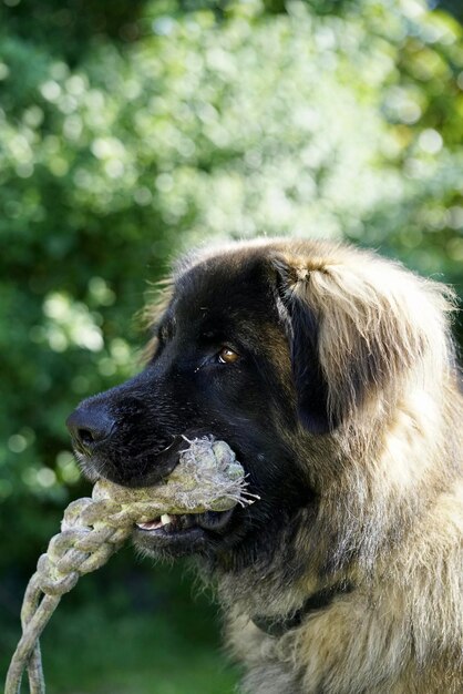 Close-up of a dog looking away