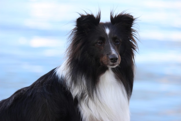 Foto close-up di un cane che guarda dall'altra parte