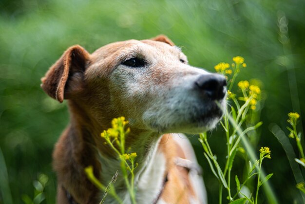 Close-up of a dog looking away