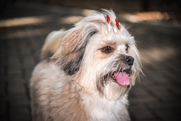 Photo close-up of a dog looking away