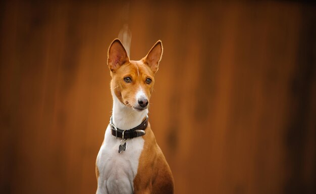 Foto close-up del cane che guarda da un'altra parte