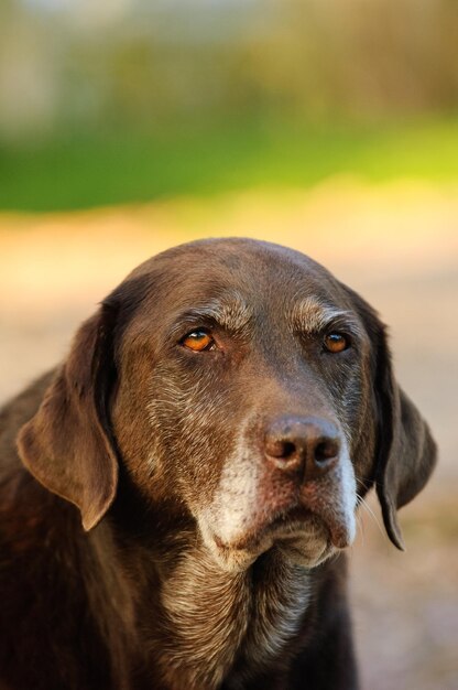 Close-up of dog looking away