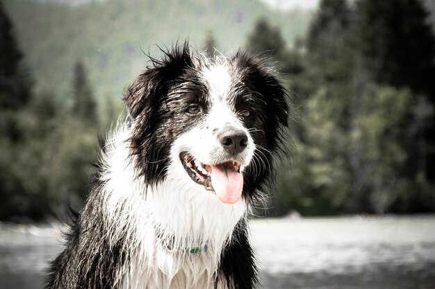 Photo close-up of a dog looking away