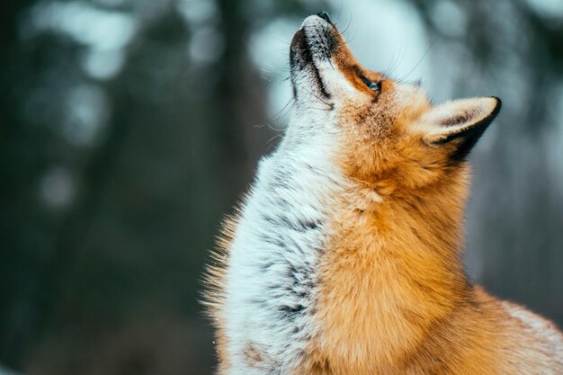 Foto close-up di un cane che guarda dall'altra parte