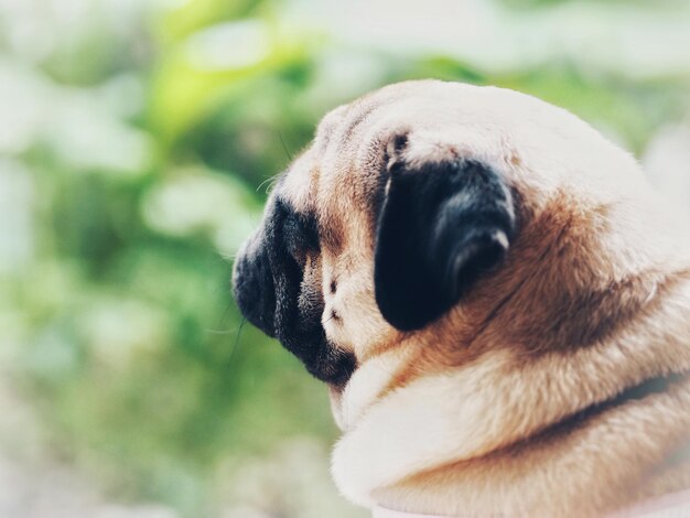 Close-up of a dog looking away