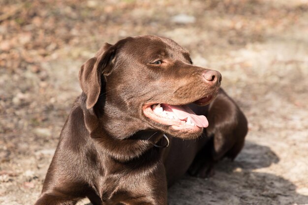 Foto close-up di un cane che guarda da un'altra parte