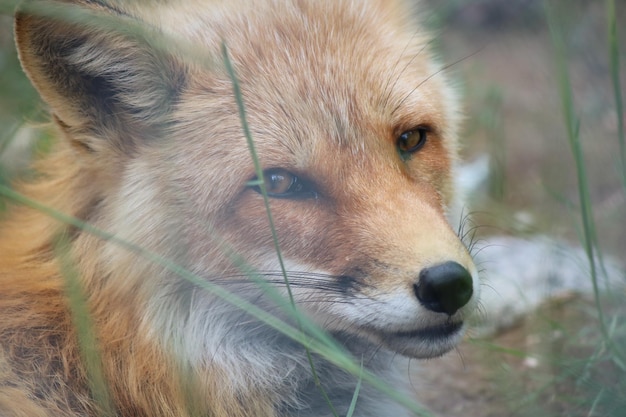 Foto close-up del cane che guarda da un'altra parte