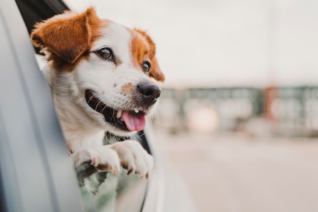 遠くを見回す犬のクローズアップ