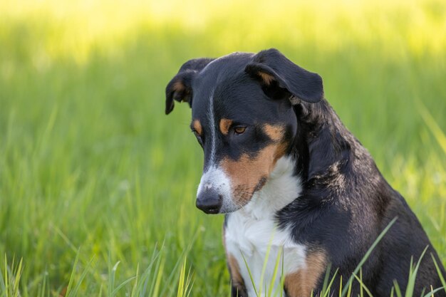 Foto close-up di un cane che guarda da un'altra parte