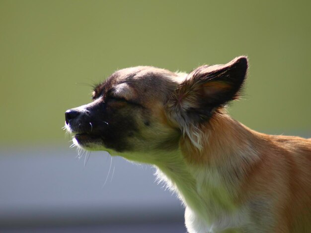 Photo close-up of a dog looking away