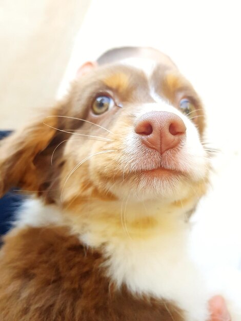 Photo close-up of dog looking away