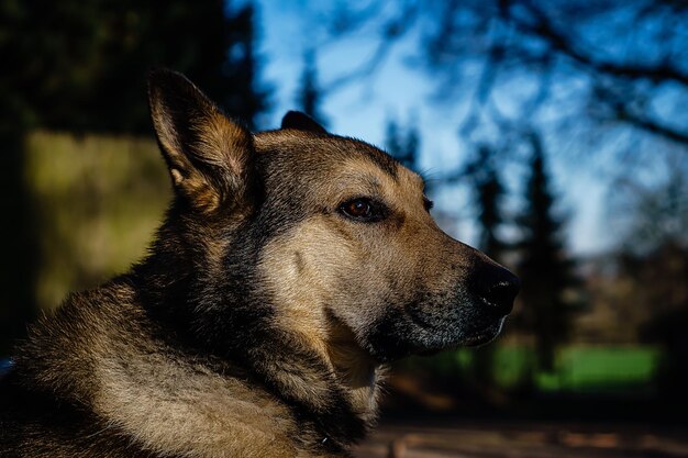 Photo close-up of dog looking away