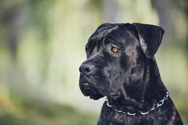 Photo close-up of dog looking away