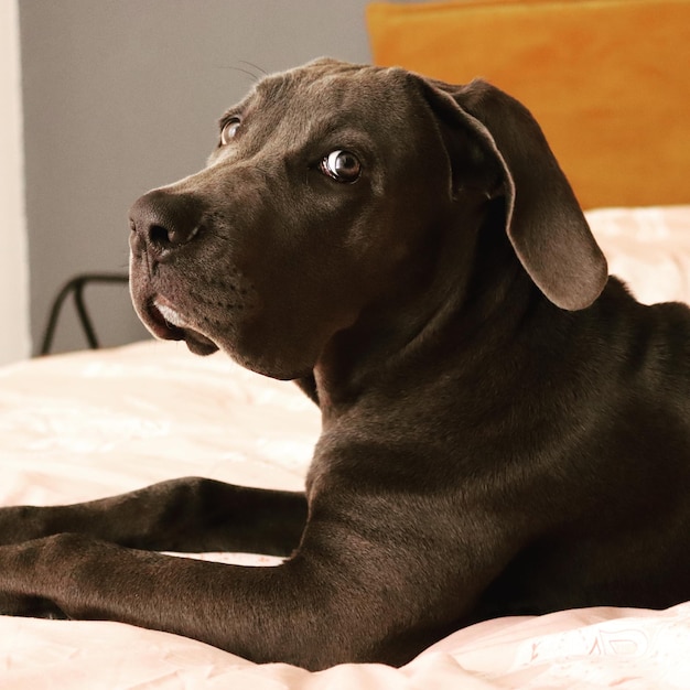 遠くを見回す犬のクローズアップ