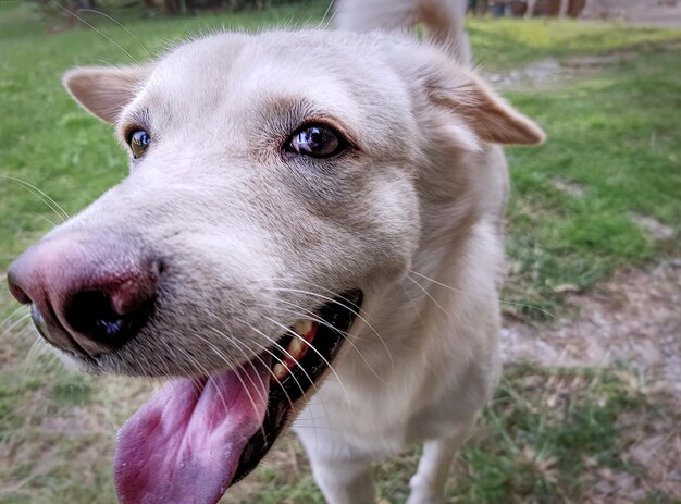 Close-up of dog looking away