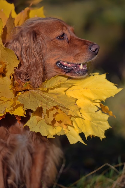 Foto close-up di un cane che guarda da un'altra parte