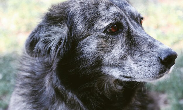 Close-up of dog looking away