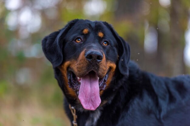 Photo close-up of dog looking away