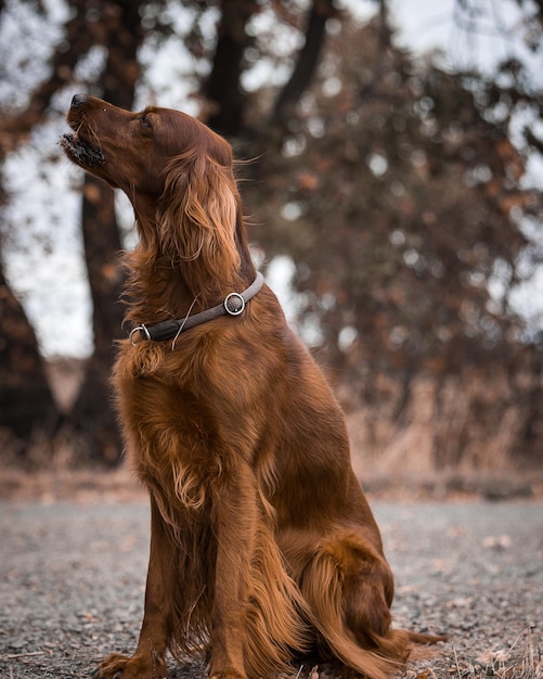 Photo close-up of dog looking away