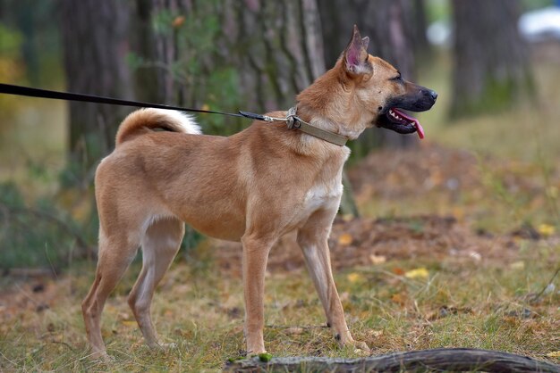 Foto close-up di un cane che guarda da un'altra parte