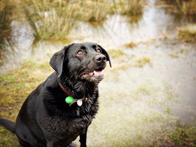 Close-up of dog looking away