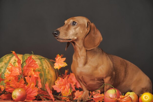 Photo close-up of a dog looking away