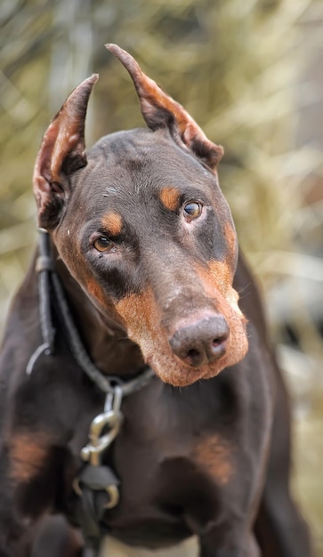 Photo close-up of a dog looking away