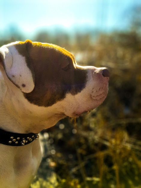 Foto close-up di un cane che guarda da un'altra parte