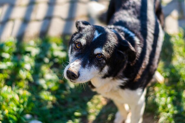 Close-up of dog looking away