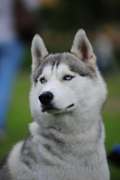 Foto close-up del cane che guarda da un'altra parte