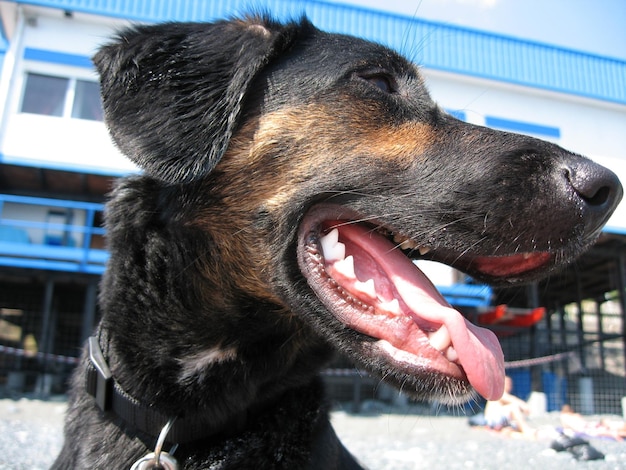 Photo close-up of dog looking away