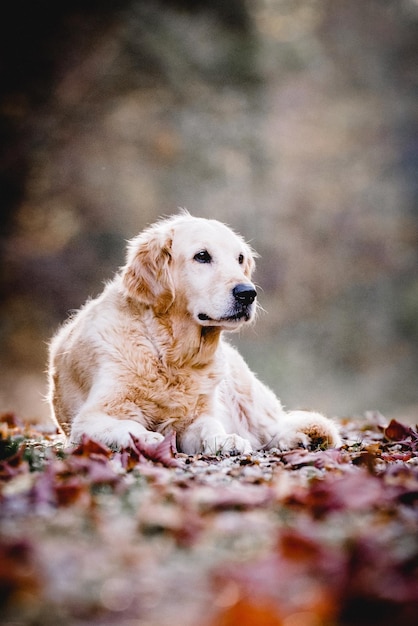 Photo close-up of dog looking away