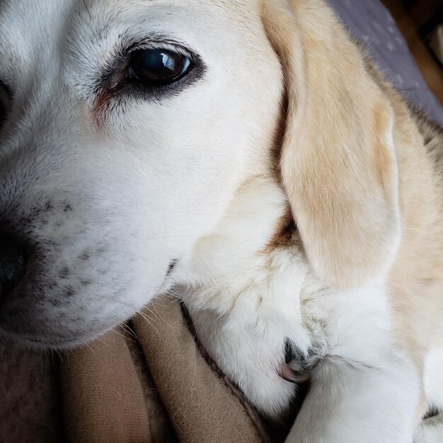 Close-up of dog looking away