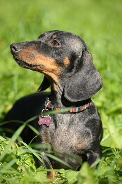 Foto close-up di un cane che guarda da un'altra parte