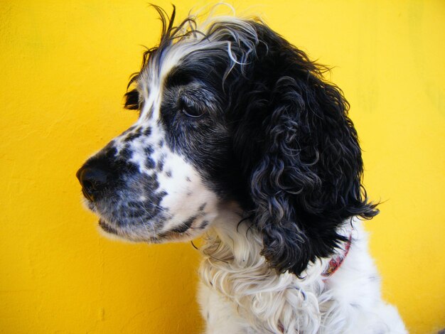 Close-up of dog looking away