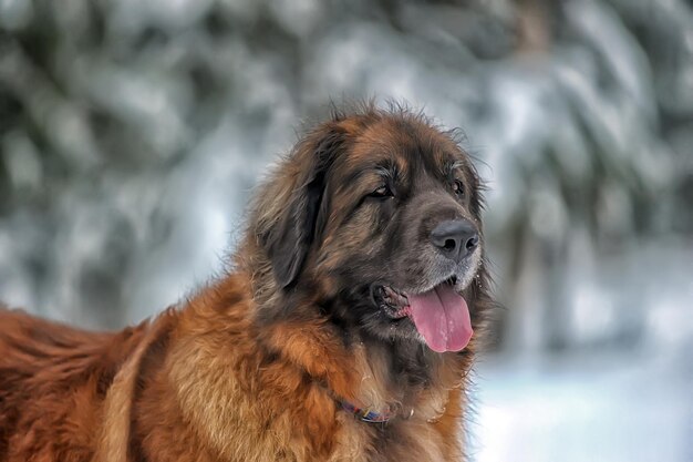 Close-up of a dog looking away