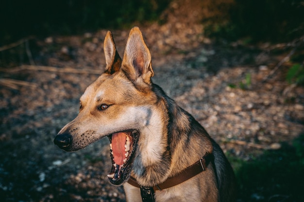 遠くを見回す犬のクローズアップ