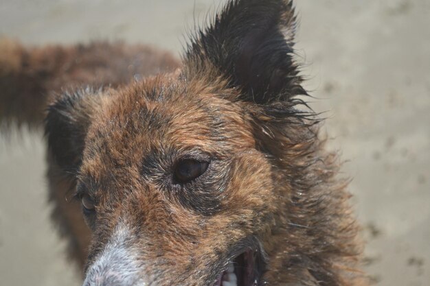 Photo close-up of dog looking away