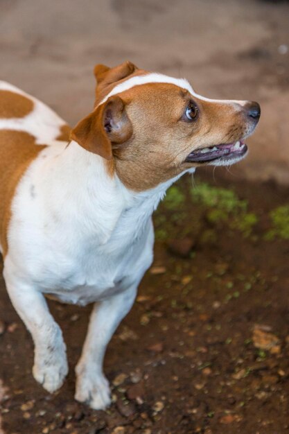 Foto close-up di un cane che guarda da un'altra parte