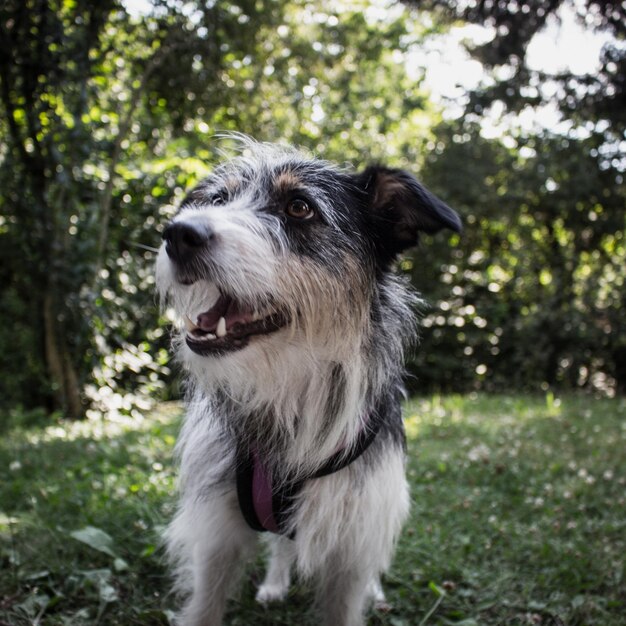 Foto close-up del cane che guarda da un'altra parte