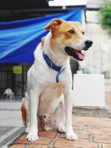 Close-up of a dog looking away