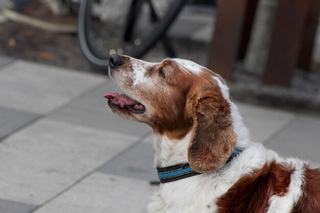 Foto close-up di un cane che guarda da un'altra parte