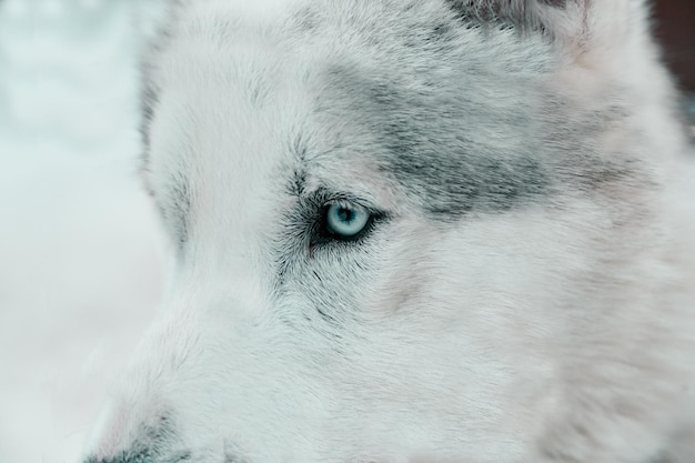 close-up of dog looking away
