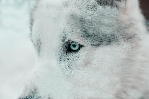 Foto close-up del cane che guarda da un'altra parte