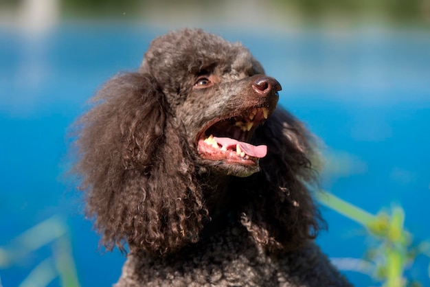 Close-up of a dog looking away